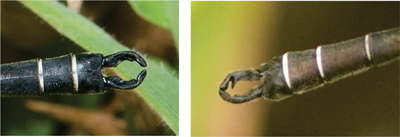 Austroargiolestes alpinus